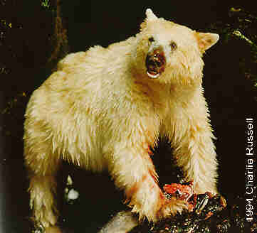 A scruffy white bear